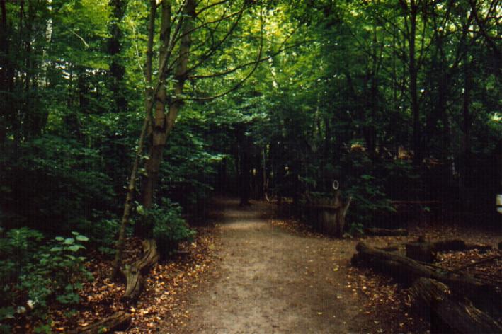 Wald in Düppel