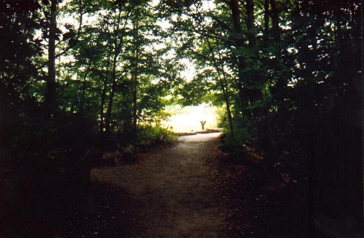 Wald in Düppel