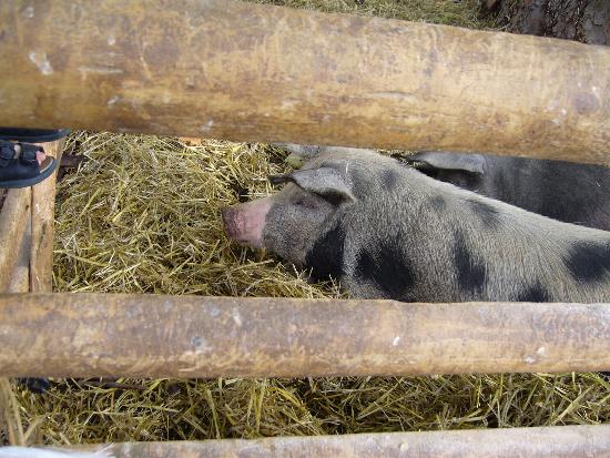 Düppeler Weideschweine