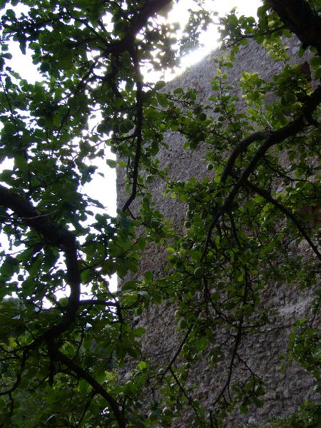 Blick auf die Burgmauer von der Rückseite